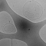 CHEO5_IMAGES_Orange9_PR