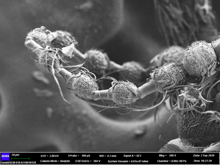 Scanning Electron Microscope – Electron Microscope Center