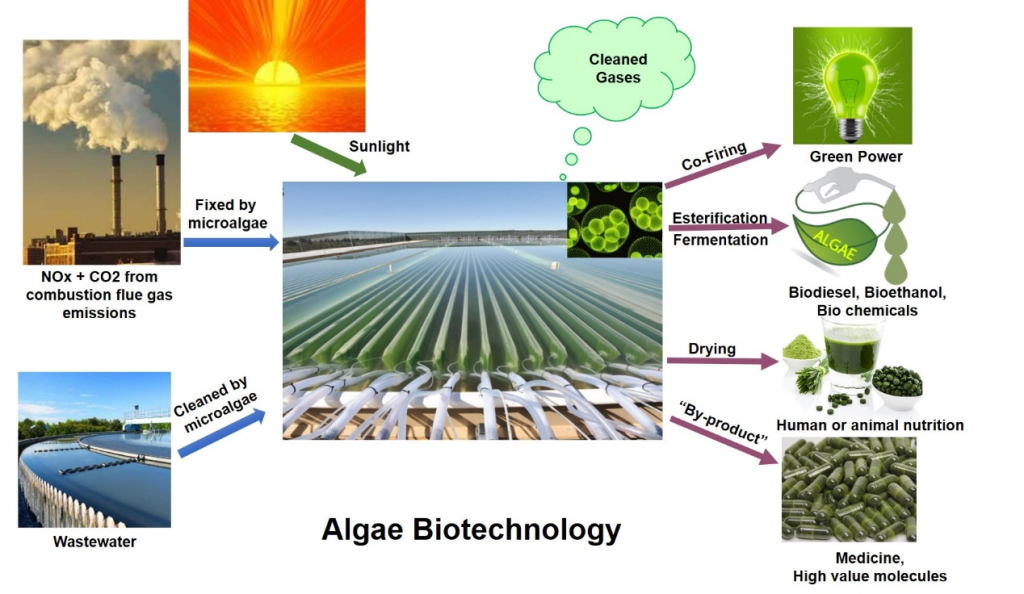 Biomass-Based High-Value Materials Green Production – GTIIT-GTEC